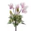CYCLAMEN BUSH X 7 23CM CREAM PINK