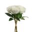 ROSEBUD X9 BUNDLE 36CM CREAM