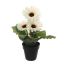 SMALL GERBERA X 5 28CM IN POT CREAM