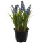 MUSCARI X 5 W/GRASS 22CM IN POT BLUE