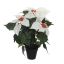 POINSETTIA IN POT 38CM WHITE