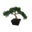 SMALL BONSAI IN POT 22CM BONSAI