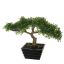SMALL BONSAI IN POT 22CM TEA LEAVES