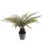 BOSTON FERN 51 CM IN POT GREEN