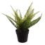 SMALL FERN IN POT 27CM GREEN