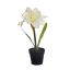 SINGLE AMARILLYS IN POT CREAM