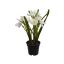 DAFFODIL IN POT 25CM CREAM