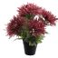 SPIDER MUM X5 IN POT 30CM BURGUNDY