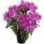 SPIDER MUM X5 IN POT 30CM LAVENDER