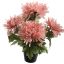 SPIDER MUM X5 IN POT 30CM PINK