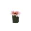 GERBERA HEAD ON LEAVES POT 8CM LAVENDER