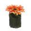 GERBERA HEAD ON LEAVES POT 8CM PEACH