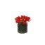 GERBERA HEAD ON LEAVES POT 8CM RED
