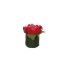 ROSE HEAD ON LEAVES POT 8CM BEAUTY