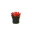 ROSE HEAD ON LEAVES POT 8CM CORAL
