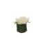 ROSE HEAD ON LEAVES 8CM POT