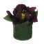 HELLEBORUS HEAD ON LEAVES POT 6CM AUBERGINE