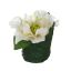 HELLEBORUS HEAD ON LEAVES POT 6CM CREAM