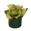 HELLEBORUS HEAD ON LEAVES POT 6CM GREEN