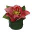 HELLEBORUS HEAD ON LEAVES POT 6CM MAUVE
