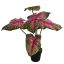 MEDIUM PLANT W/5 LEAVES IN POT 55CM BEAUTY GREEN