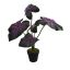 MEDIUM PLANT W/5 LEAVES IN POT 55CM LAVENDER GREEN