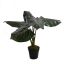 LARGE PLANT W/5 LEAVES IN POT 49CM ANTHURIUM