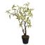 PLASTIC LEAF IN POT 60CM GREEN
