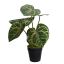 CALATHEA PLANT IN POT 33CM GREEN BEAUTY