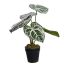 CALATHEA PLANT IN POT 33CM GREEN PINK