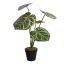 CALATHEA PLANT IN POT 52CM GREEN BEAUTY