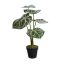 CALATHEA PLANT IN POT 52CM GREEN PINK