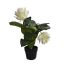 MEDINELLA IN POT 60CM CREAM