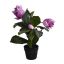 MEDINELLA IN POT 60CM LAVENDER