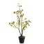 MEDIUM GINGKO PLANT IN POT 64CM GREEN