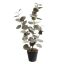 EUCALYPTUS 47CM IN POT