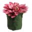 DAHLIA LEAF POT 11CM BEAUTY