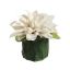 DAHLIA LEAF POT 11CM CREAM