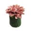 DAHLIA LEAF POT 11CM MAUVE