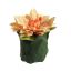 DAHLIA LEAF POT 11CM OCRE