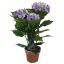 HYDRANGEA IN POT H 61CM BLUE