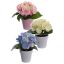 HYDRANGEA HEAD IN COLOR POT 19CM ASSORTED