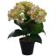 HYDRANGEA X 3 IN POT GREEN PINK