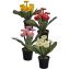BELLIS IN POT 22CM ASSORTED