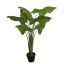 PLANT 90CM IN POT ELEPHANT