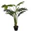 PLANT 90CM IN POT PHILO