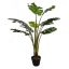 PLANT 90CM IN POT SPLIT PHILO