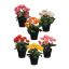 BEGONIA IN POT 22CM ASSORTED