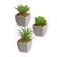 MINI AGAVE IN WHITE PLASTIC POT 10CM ASSORTED