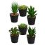 SUCCULENT IN PLASTIC POT 18CM ASSORTED